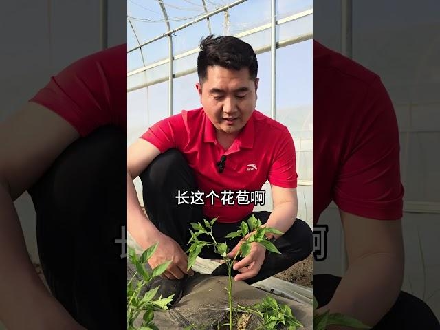 辣椒整枝打岔，辣椒结的多，学会这一招，种辣椒不用愁辣椒种植 辣椒打岔 农业种植