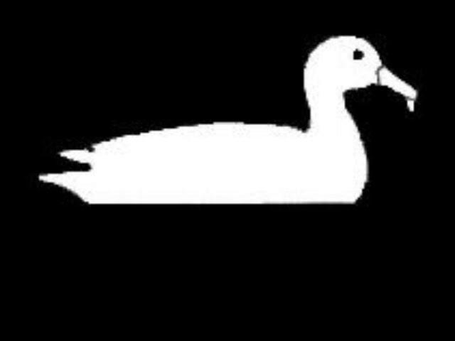 Snow goose Mp3 file