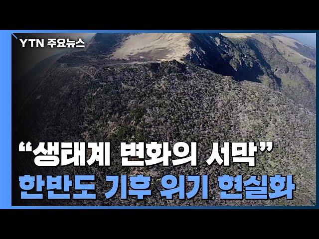 한라산부터 오대산까지...말라 죽는 침엽수 / YTN