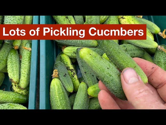 A Better Way To Grow Pickling Cucumbers