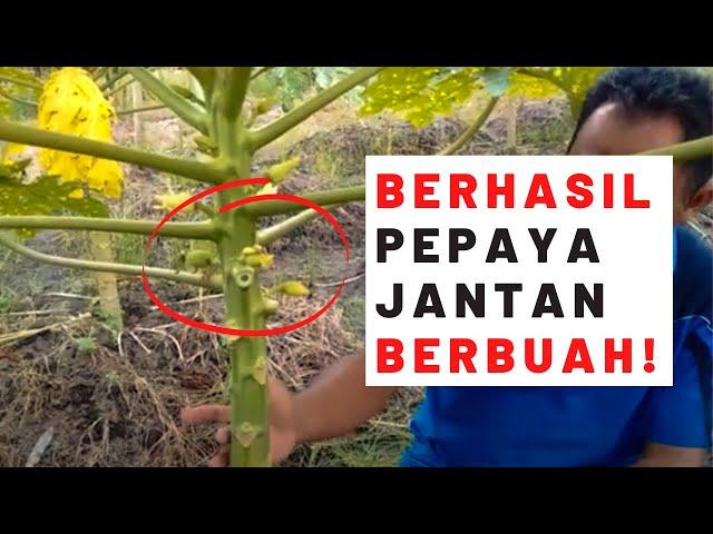 TERBUKTI PEPAYA JANTAN BERBUAH