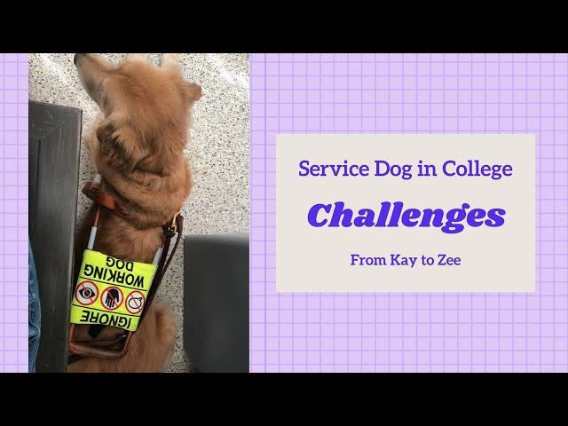 The CHALLENGES of having a SERVICE DOG in COLLEGE