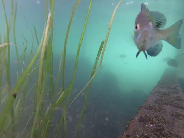 Rock Bass and Bluegill Under Dock