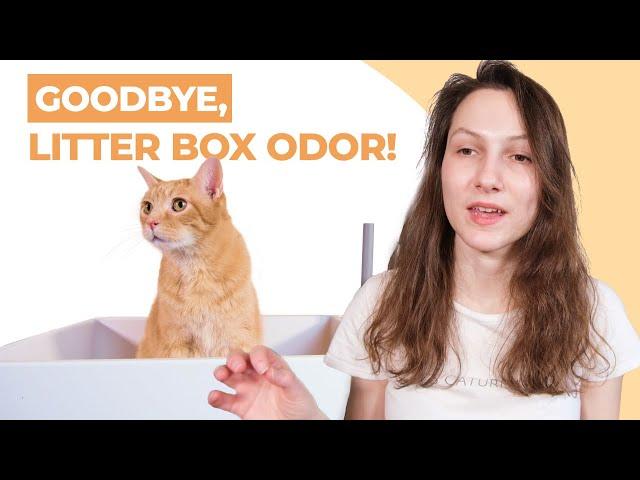 7 Tips to Get Rid of Cat Litter Smell for Good