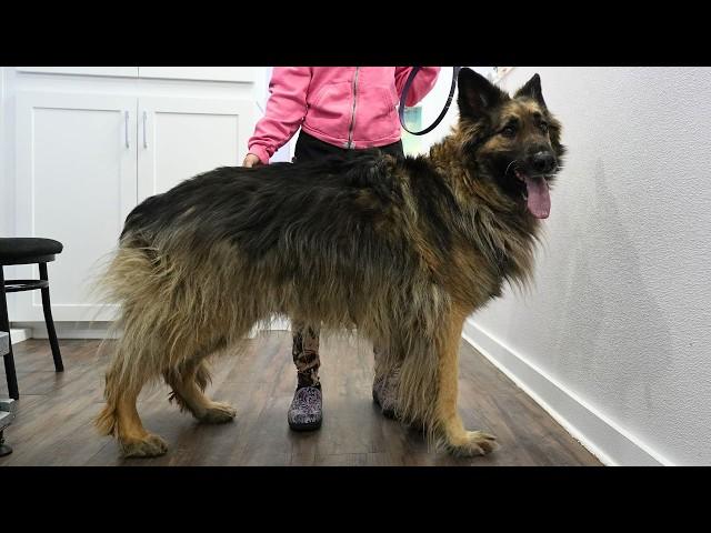 Farm Shepherd first EVER groom in NINE YEARS!