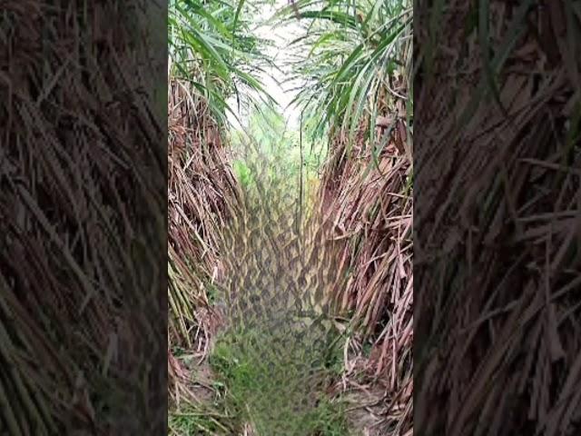 Sugarcane in trench planting and ring pit