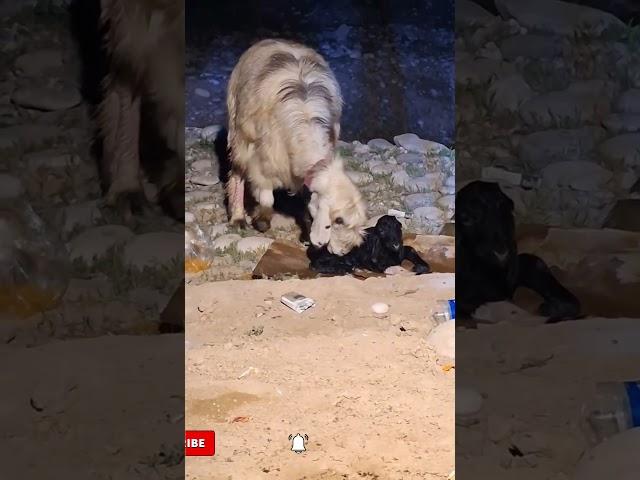  "Sheep giving birth in spring: secrets of the beautiful Zagros foothills!" ️      #shortvideo