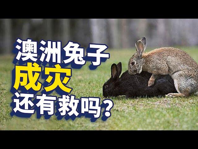 吃能解决兔子泛滥问题吗：解析澳大利亚人与兔子的战争【大正与老程】