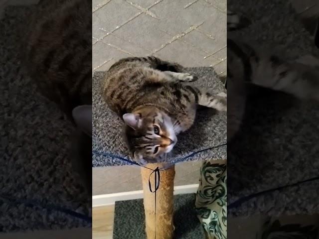 #пятница #котики #простой #полосатый
