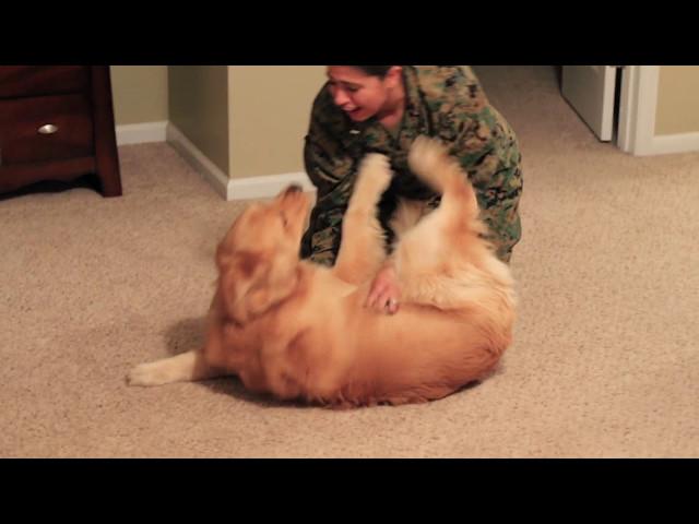 Adorable Golden Retriever Welcomes Marine Home