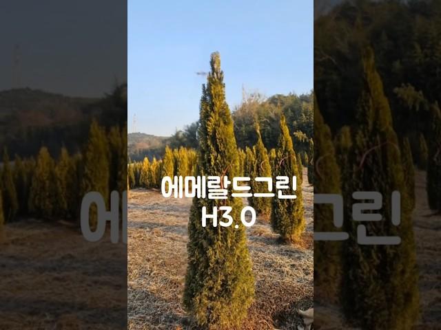  에메랄드그린 H3.0  #가드닝 조경수 강력추천!