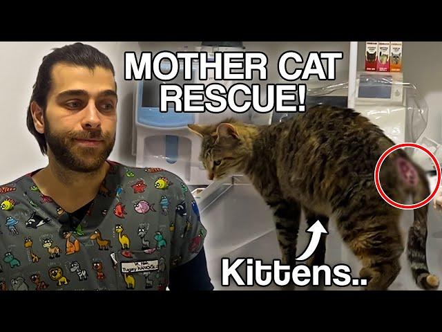 Yaralı Anne Kediyi Kurtarmak! ( Bebeklere Ne Olacak?)