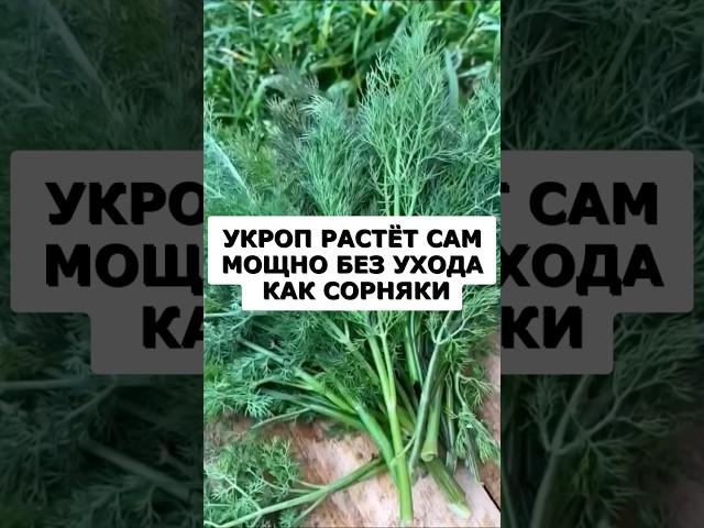 Укроп взойдёт за пять дней! Растёт сам без ухода мощно как сорная трава! #огород #дача #сад #урожай