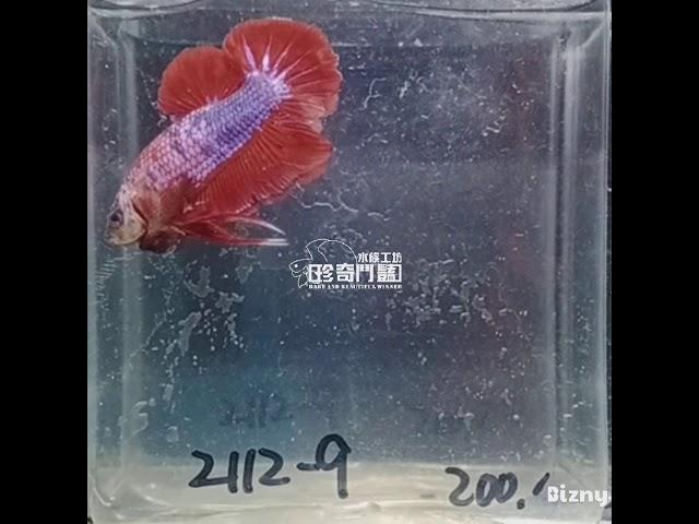 (2112-9)MIT betta fish hmpk 鬥魚品種 短鰭半月 大理石