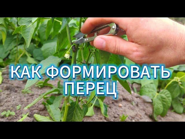 КАК ФОРМИРОВАТЬ ПЕРЕЦ ДЛЯ БОГАТОГО УРОЖАЯ, ВСЕ ТОНКОСТИ ОБРЕЗКИ, ПАСЫНКОВАНИЕ перца на урожай