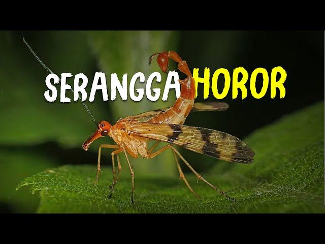 Serangga Horror yang Tidak Horror #AlamSemenit