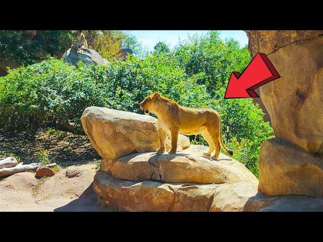 Denver Zoo Colorado Ultimate Full Tour 2024