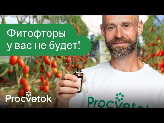 ФИТОФТОРА ПОГИБАЕТ МГНОВЕННО! Вот чем обработать томаты для профилактики и лечения фитофтороза