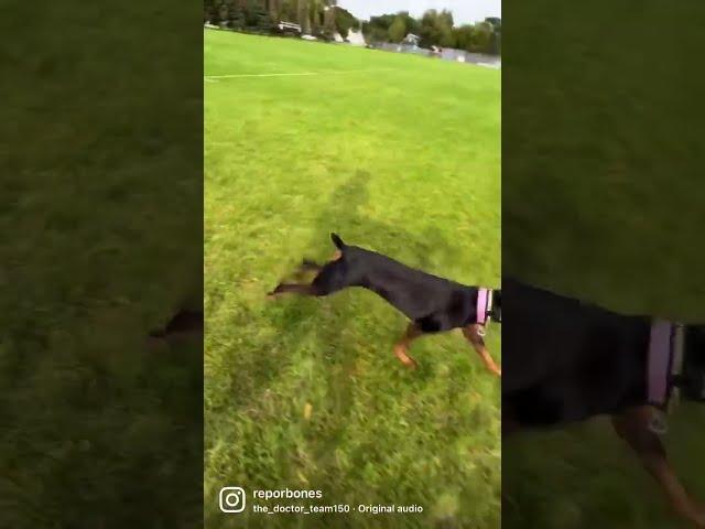 Look how fast I am #doberman #dobermanpuppy #shorts