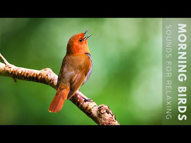 24 Hours of Beautiful Birds (No Music) Relaxing Nature Sounds, Chirping Birds