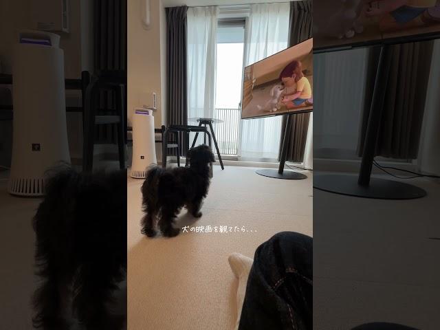 犬の映画を観る犬