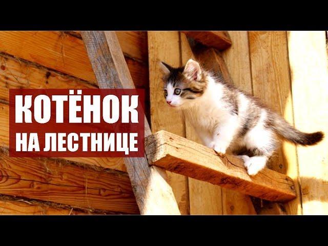 Котёнок на лестнице