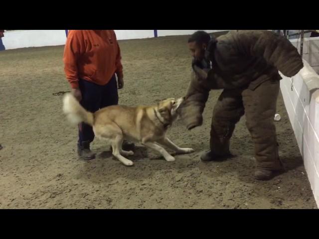 Siberian Husky Personal Protection