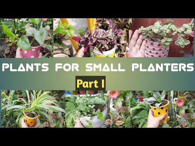 13 plants that grows easily in small planters||Gardening|| Alisha's Art||India