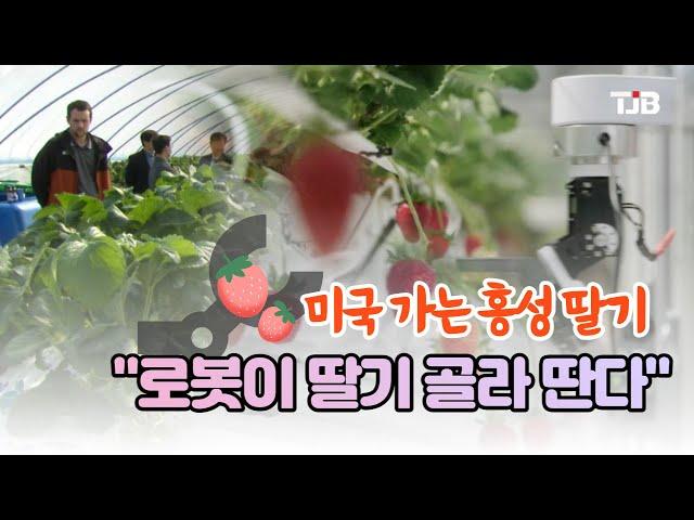 "로봇이 딸기 골라 딴다"..미국 가는 홍성 딸기｜ TJB 대전·세종·충남뉴스