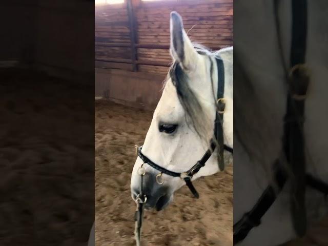 ️ #youtubeshorts #horse #лошади #кони #топ #семья #рекомендации