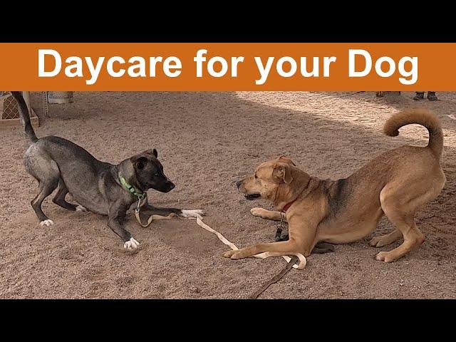 Dog TV Daycare #25