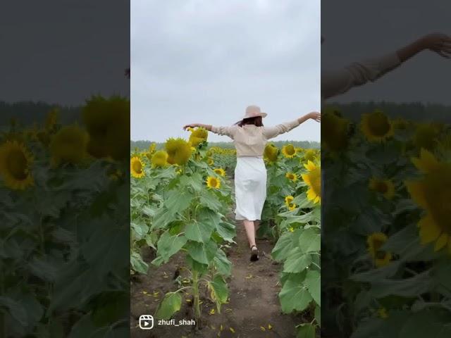 Подсолнухи. Возле Астаны