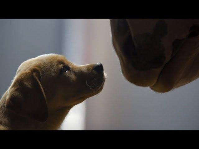 Budweiser Clydesdale Puppy Love Super Bowl 2014 Commercial