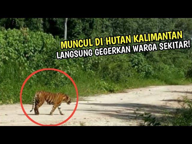 Kok Bisa? Harimau Sumatera Terlihat di Kalimantan, Hebohkan Warga Sekitar