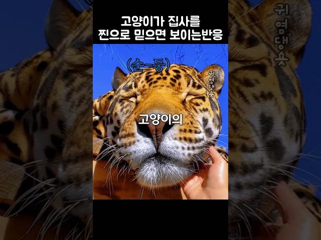 고양이가 집사를 찐으로 믿으면 보이는 반응