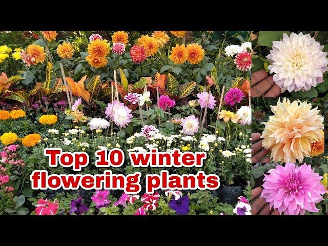 Top 10 winter flowering plants full details with update nursery visit I show you all type of plant