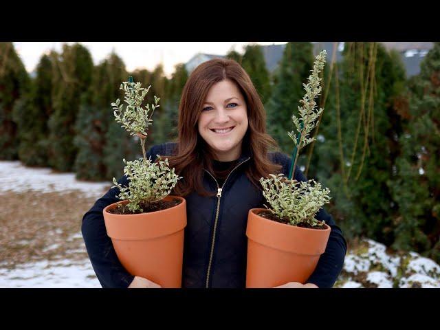 Creating Living Topiaries from Scratch & Making a Wreath Out of the Trimmings! ️ // Garden Answer