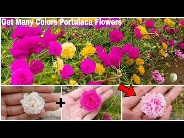 How To Pollinate Moss Rose Flowers | Portulaca Hand Pollination | Gardening Ideas 1M