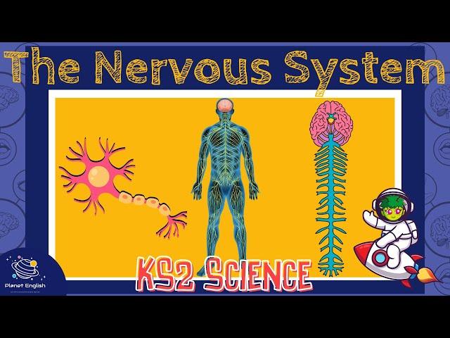 The Nervous System | KS2 Science | STEM and Beyond