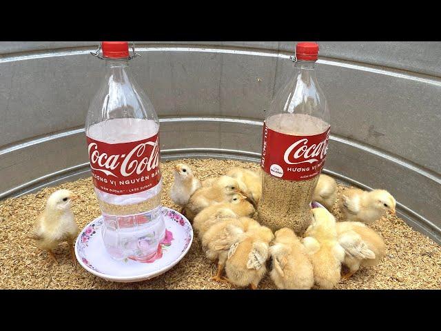 Easy And Zero Cost! Make Chicks Feeder And Drinker From Plastic Bottles