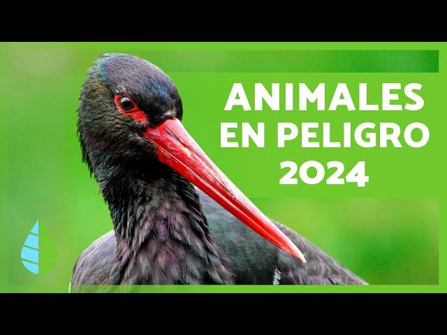 ANIMALES en PELIGRO de EXTINCIÓN 2024 ️ (Top 10)