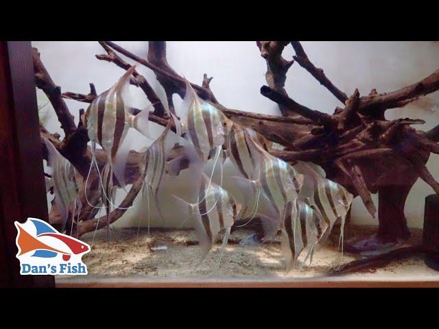 Altum Angelfish Breeding Facility Tour with Shoreline Aquatics