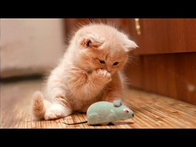 Funny animals - Funny cats / dogs - Funny animal videos 47