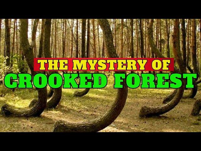 Crooked Forest: Nature's Mysterious Grove