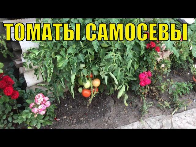 Томаты-самосевы. Обзор.