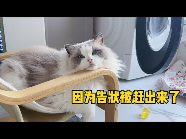 小主人带布偶猫第一天分屋自己睡，半夜猫咪却回来告状【猪娣儿是一只猫】