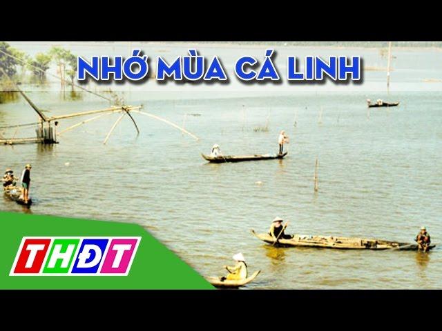 Ký ức miền quê: Nhớ mùa cá linh | THDT