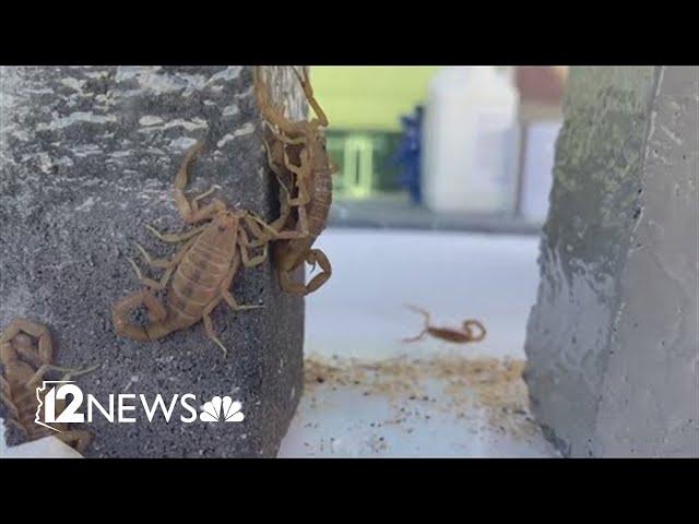 Valley man creates paint-on scorpion repellent