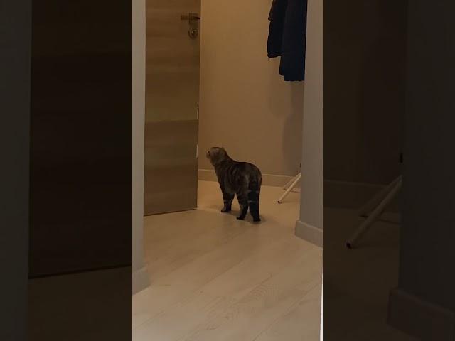 #котики #кошка #смех #котята #ржака #music #song #нежность
