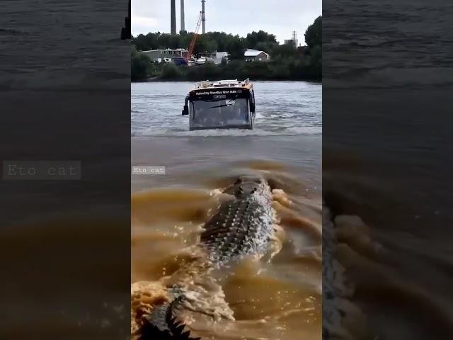 "Trapped in the Middle of a River: Bus Encounters a Huge Crocodile!"#adventure #crocodile  #shorts